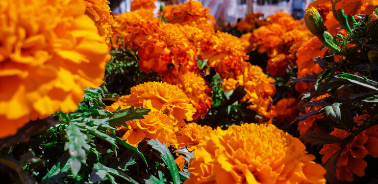 Flowers of cempasuchil in Mexico