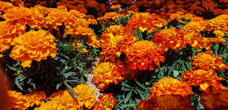 Flowers for the day of the dead