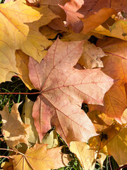 Autumn composition. Autumn yellow and  orange maple leaves on the green grass. Top view.