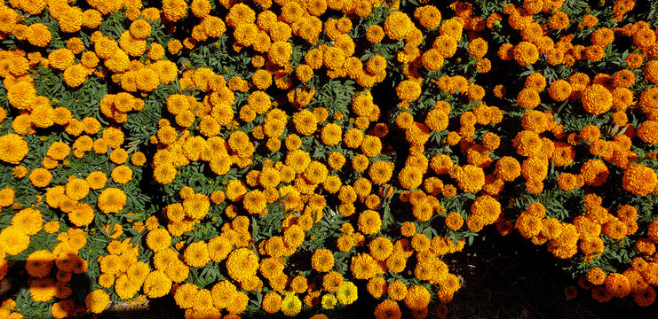 Flowers for the day of the dead