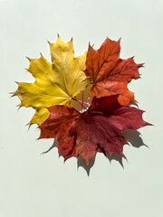 Autumn composition.Autumn yellow, red and orange maple leaves on a white background. Top view.