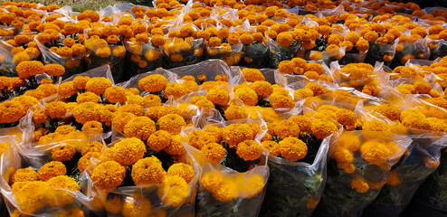 Cempasúchil garden in mexico city