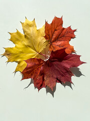 Autumn composition.Autumn yellow, red and orange maple leaves on a white background. Top view.	
