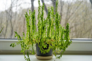 Green plan in the pot near the window in spring