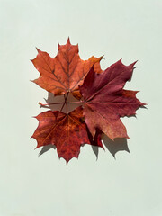 Autumn composition. Autumn red maple leaves on a white background. Top view.	