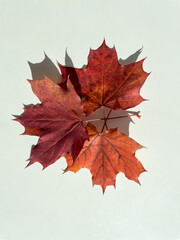 Autumn composition. Autumn red maple leaves on a white background. Top view.	
