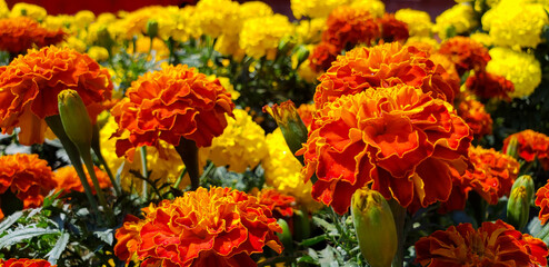 Cempas&uacute;chil garden in mexico city