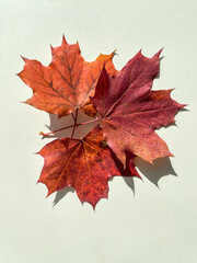 Autumn composition. Autumn red maple leaves on a white background. Top view.