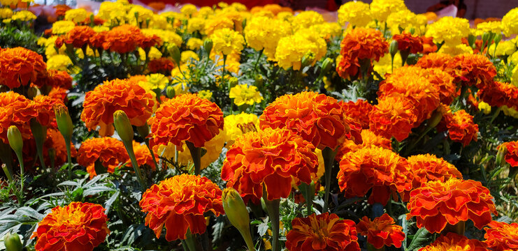 Flowers for the day of the dead