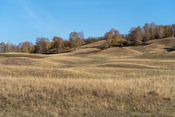 The hills are covered with yellow dry grass in autumn. Trees grow on the hills. Clear blue sky.