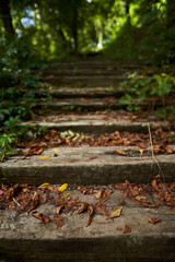 Old stairs in the forest