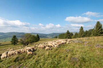 Fototapeta na wymiar Schafhaltung am Arnsberg in der bayerischen Rhön bei Bischofsheim