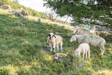Schafhaltung am Arnsberg in der bayerischen Rhön bei Bischofsheim