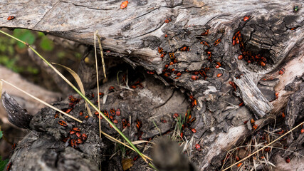 Red beetles on stump Apterus Pyrrhocoris
