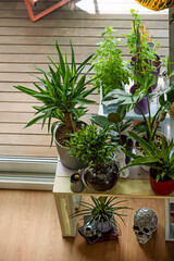 Decorative indoor plants in penthouse apartment with acacia floor terrace