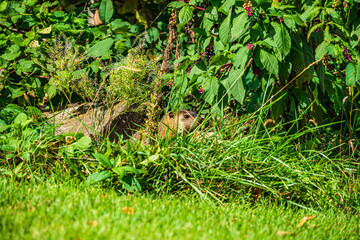 Obraz premium groundhog in the grass
