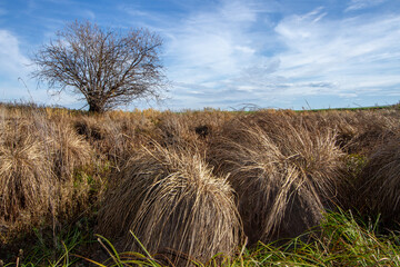 Tussocks of dry grass close-up against the background of a cloudy sky and a lonely tree without...