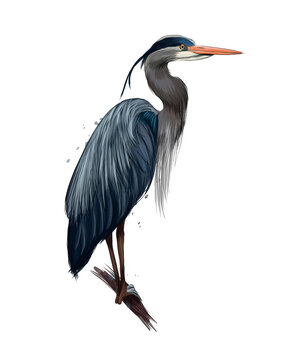 Egyptian heron, Great blue heron from multicolored paints. Splash of watercolor, colored drawing, realistic. Vector illustration of paints