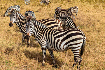 Herd of zebras in savanna in Ngorongoro Crater National park in Tanzania. Wildlife of Africa