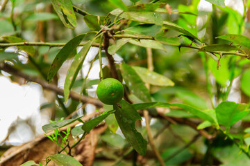 Green lime tree in the orchard