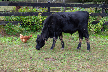 Cow and a chicken grazing for food in an open pasture area.