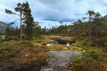 Fototapeta na wymiar Norwegian post-glacial plateau (fjelds) in Lapland. Most Northern forest in Europe (further Arctic circle) boreal coniferous forests.