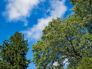 Norway spruce tree, Picea abies and Norway maple, Acer platanoides L., against a blue sky, symbols of strength, beauty. These trees grow along the east coast in the US and Canada and the midwest.
