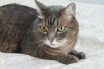 A gray cat with colorful eyes lies on the bed. 