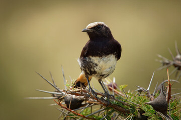 Abyssian Wheatear - Oenanthe lugubris black and white and brown bird in the family Muscicapidae, found from Ethiopia to southern Kenya and northeastern Tanzania