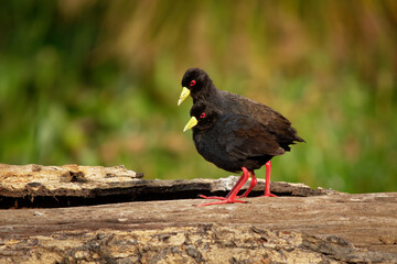Black Crake - Amaurornis flavirostra waterbird in the rail and crake family Rallidae, breeds in most of sub-Saharan Africa except in very arid areas. Pair of black birds with yellow beak and red legs