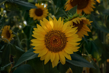 Yellow heads of sunflowers among green foliage. Yellow sunflowers. Unripe sunflowers. Environmentally friendly harvest.