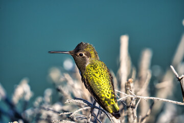 Hummingbird sitting on a branch