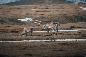 Herd of wild reindeer in Iceland during winter looking at camera.