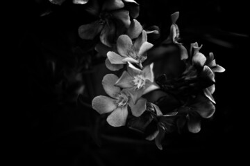 Fototapeta na wymiar close up if little flowers in black and white
