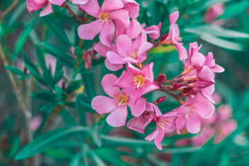 close-up on small pink flowers in the garden