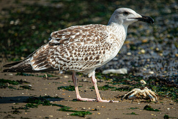 Bird and crab