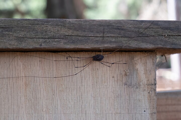 Daddy-longlegs on wooden post with detail and negative space for copy - obrazy, fototapety, plakaty