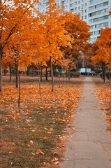 yellow trees and path in park fall season