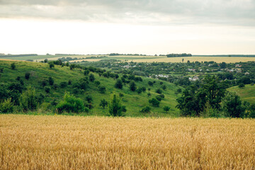 Fototapeta na wymiar Field of wheat and sun