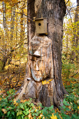 wooden house in the forest