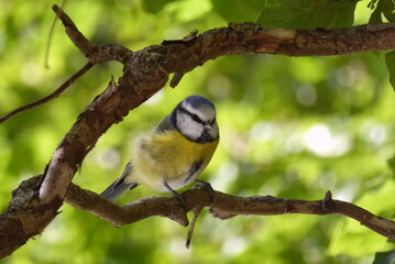 Blaumeise sitzt auf Ast