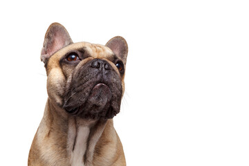 Beeindruckender Hund. Französische Bulldogge Studioaufnahme isoliert vor weißem Hintergrund