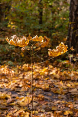 autumn leaves on the ground