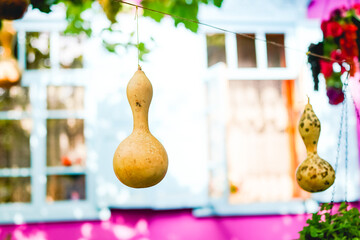 Mature calabash hanging in the garden in autumn