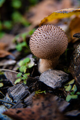 mushroom in the forest
