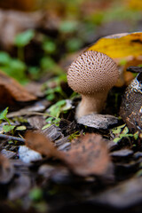 mushrooms in the forest