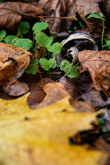 autumn leaves on the ground