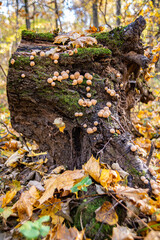 fallen autumn leaves