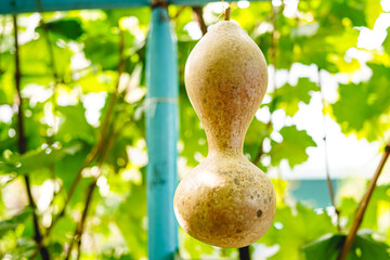 Mature calabash hanging in the garden in autumn