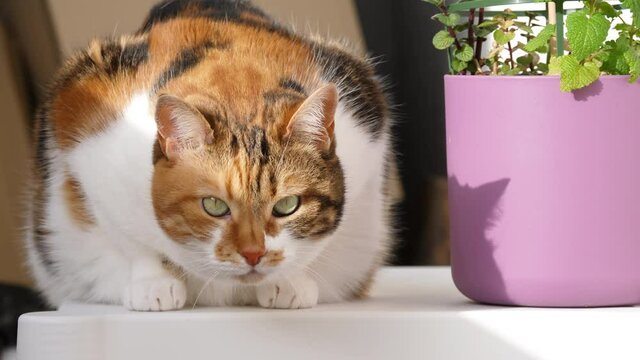 Cute beautiful with green eyes near cat mint flower in a pot - concept of peace and serenity calmness zen